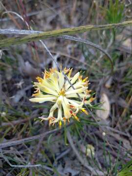 Image of Petrophile brevifolia Lindley