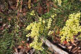 Imagem de Acacia fimbriata A. Cunn. ex G. Don