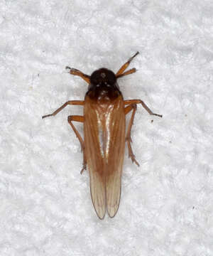 Image of Penepissonotus