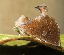 Goniocalpe heteromorpha Hampson 1920 resmi