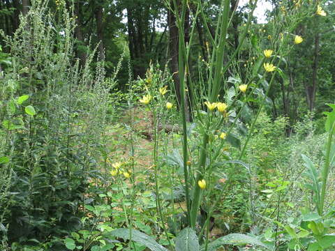 Image of Lactuca raddeana Maxim.