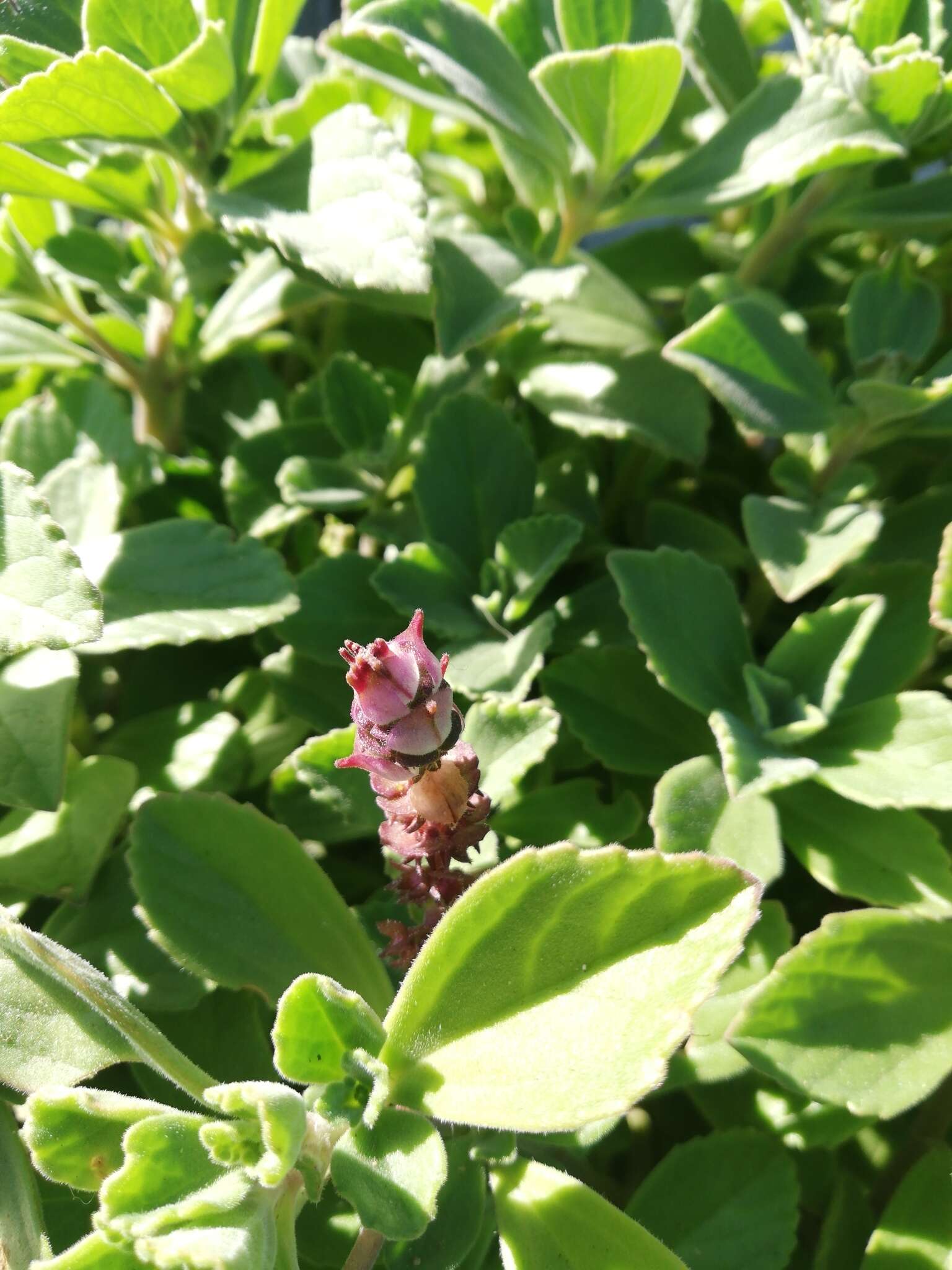 Image de Plectranthus neochilus Schltr.