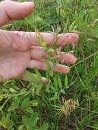 Imagem de Lathyrus palustris subsp. pilosus (Cham.) Hulten