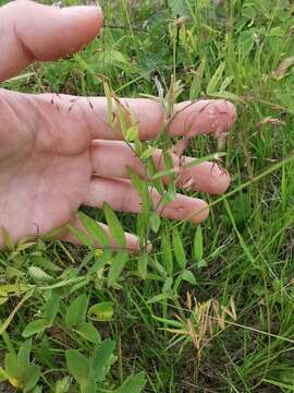 Lathyrus palustris subsp. pilosus (Cham.) Hulten的圖片