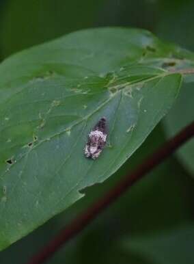 Olethreutes fasciatana Clemens 1860 resmi