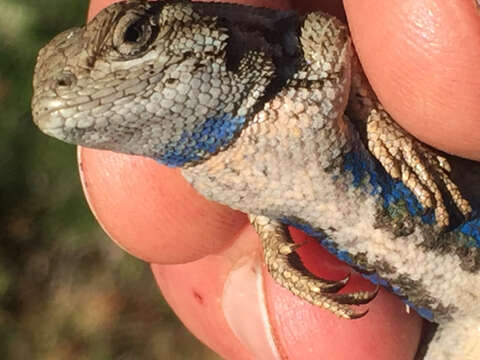 Image of Sceloporus occidentalis occidentalis Baird & Girard 1852