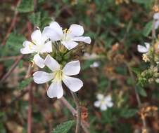 Image of Melochia parvifolia Kunth