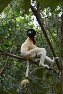 Image of Crowned Sifaka