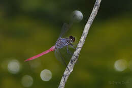 Image of Rosy Skimmer