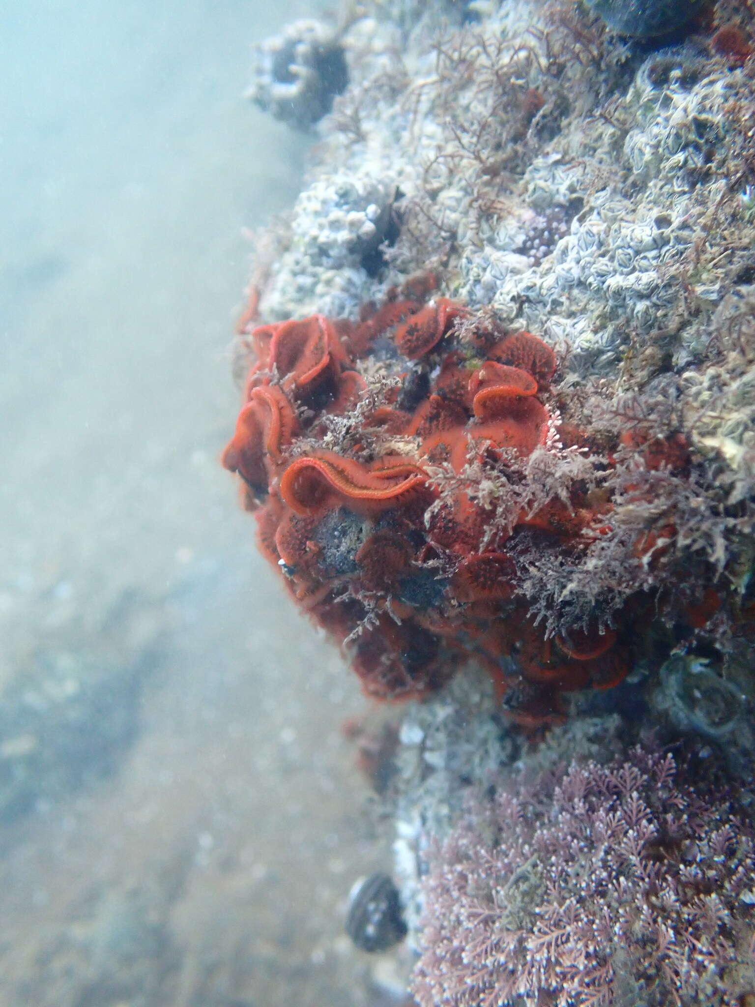 Image of Red ripple bryozoan