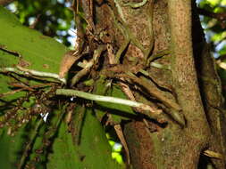 Image of Peristeranthus hillii (F. Muell.) T. E. Hunt