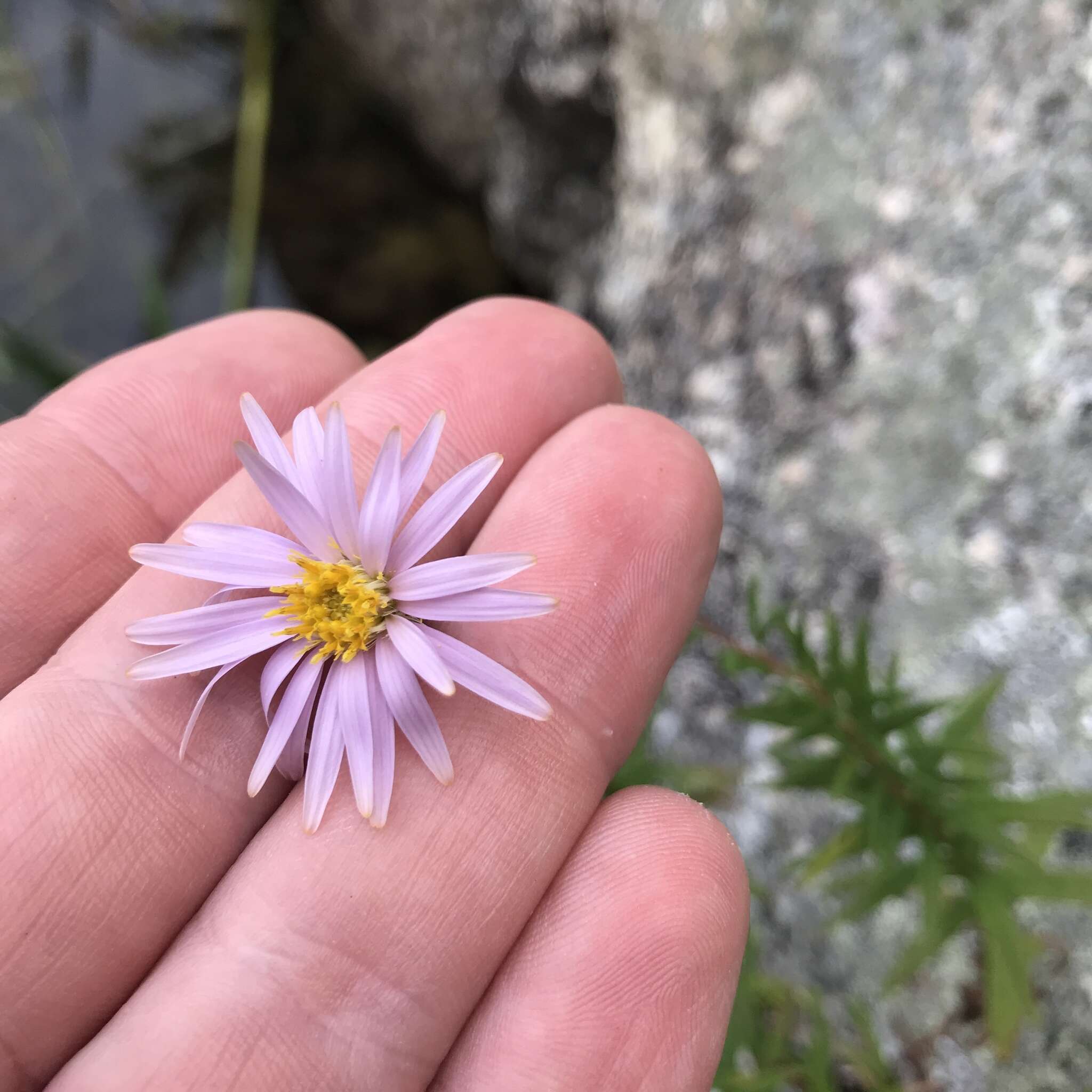 Image of bog aster