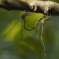 Image of Chalcolestes Kennedy 1920