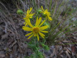 Image of scrubland goldenaster