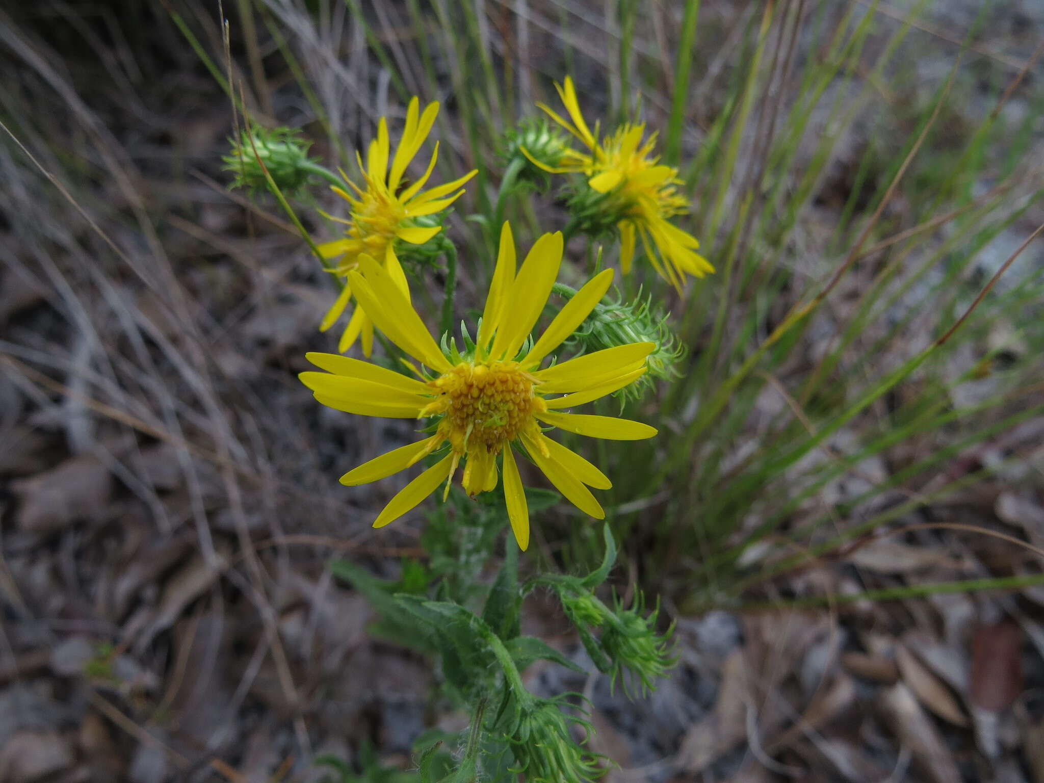 Image of scrubland goldenaster