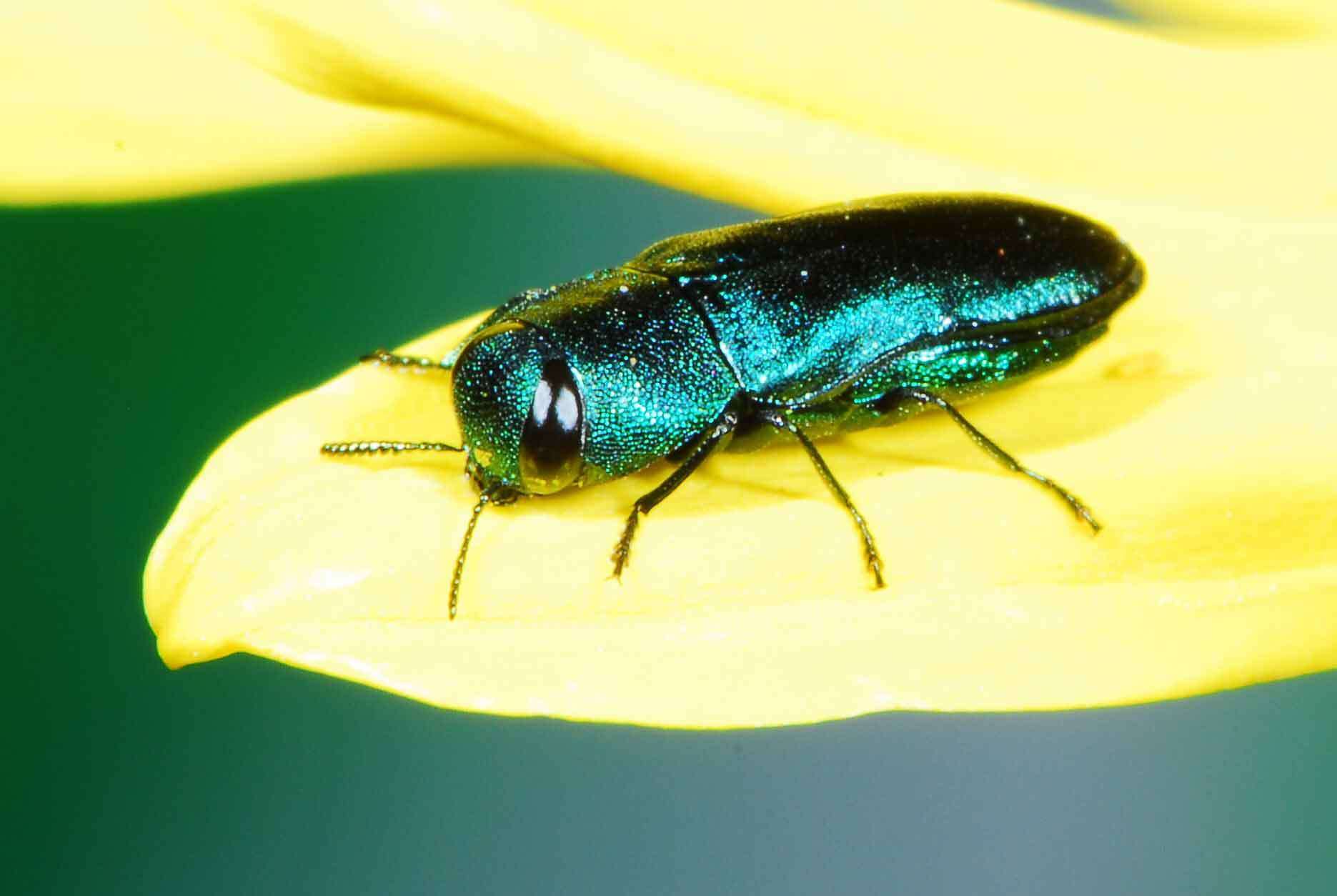 Image of Anthaxia marginata (Thunberg 1787)