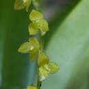 Image of Stelis hymenantha Schltr.