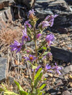 Image of Mountain American-Aster