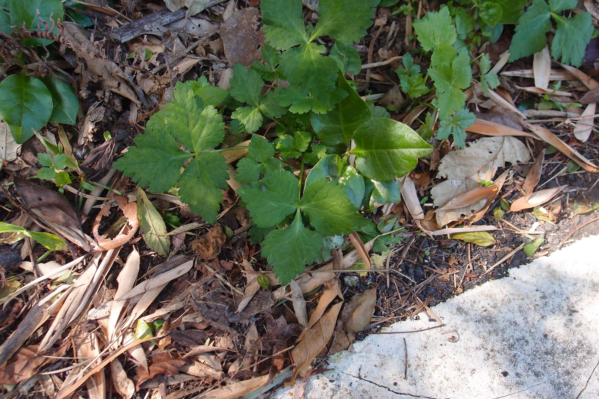 Image of Japanese honewort