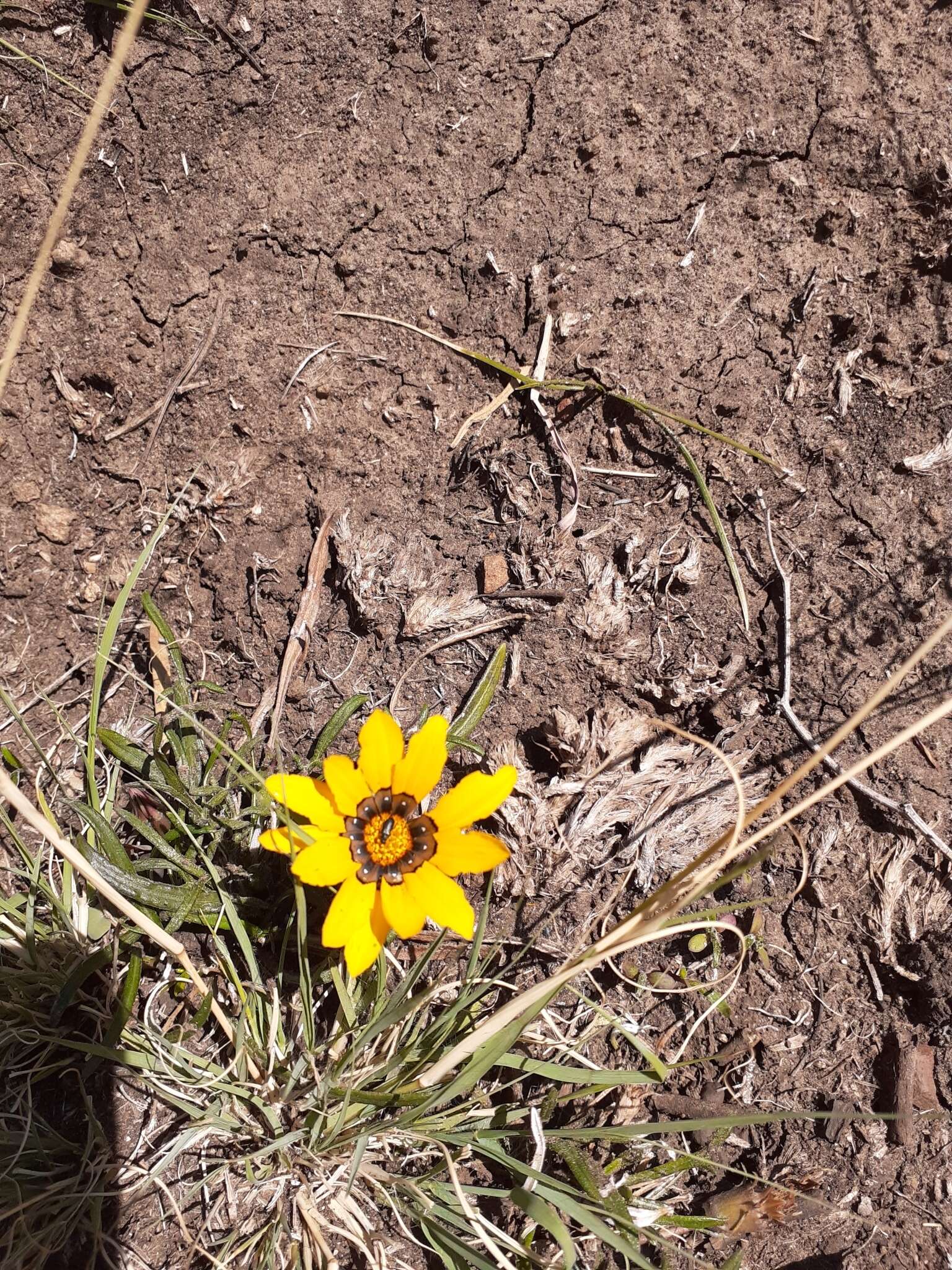 Image of Gazania krebsiana subsp. arctotoides (Less.) Rössl.