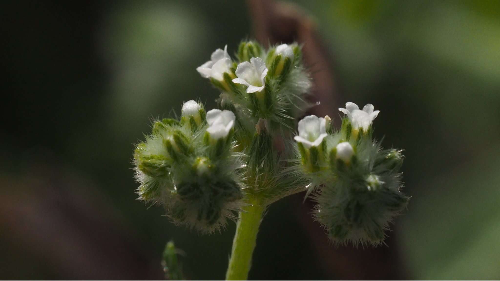 Слика од Cryptantha decipiens (M. E. Jones) Heller