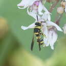 Image de Leucospis bifasciata Klug 1814