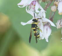 Image of Leucospis bifasciata Klug 1814