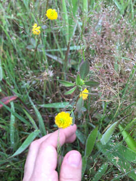 Image of field clover