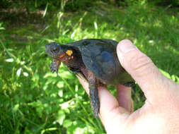 Image of Bog Turtle