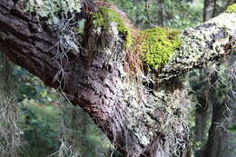 Image of Lawson's Pine