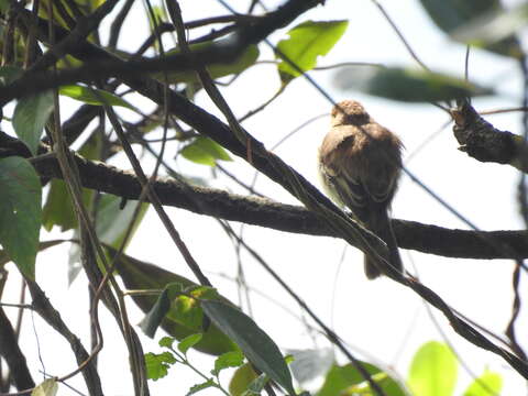 Image of Bran-colored Flycatcher