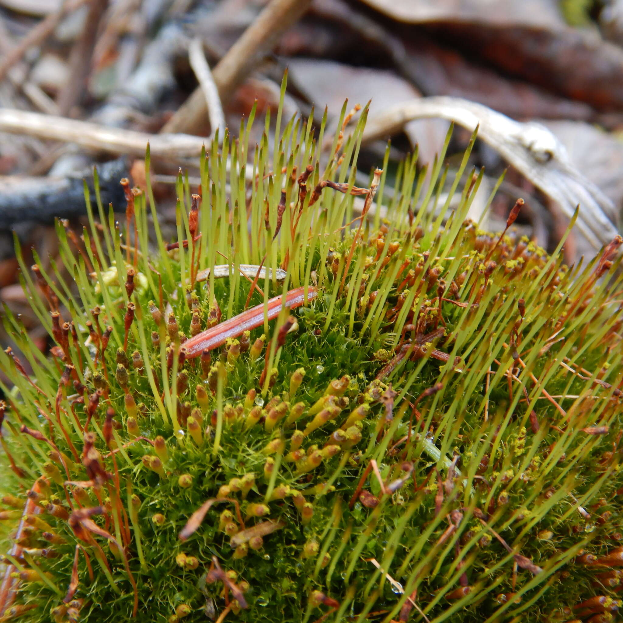 Image of toothedleaf nitrogen moss