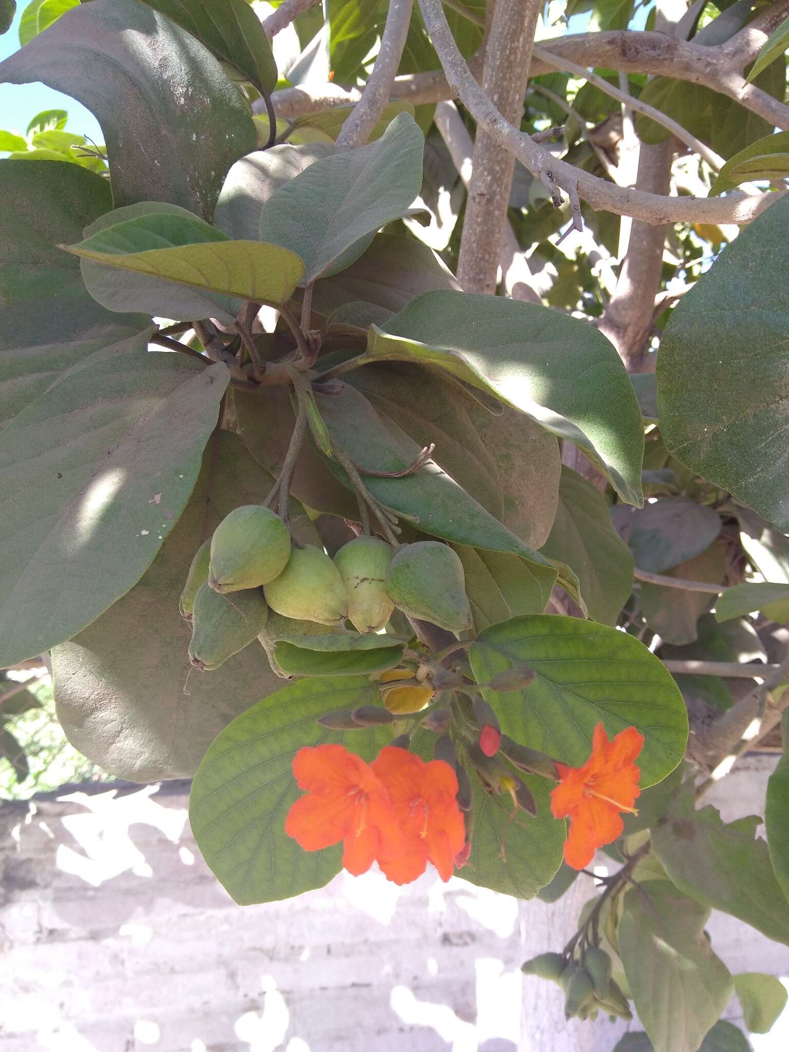 Image de Cordia sebestena L.