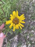 Image of lemonyellow false goldenaster