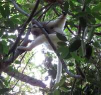 Image of Silky Sifaka