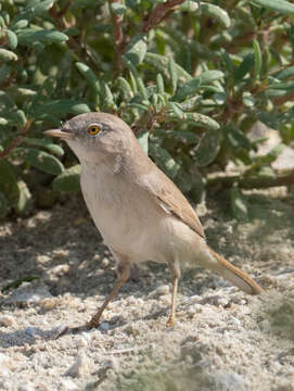 Image of Asian Desert Warbler