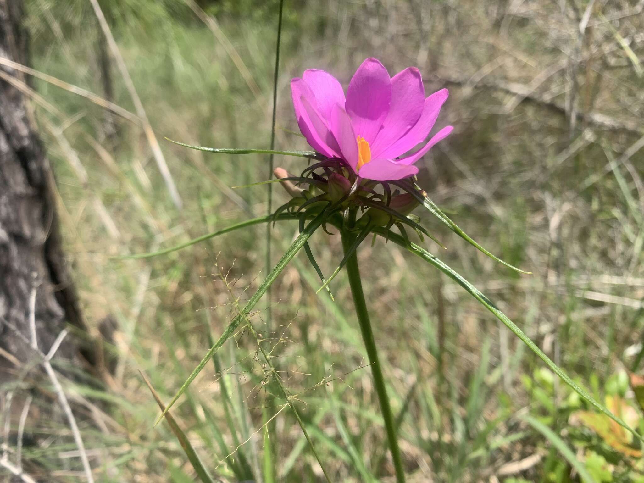 Image of Pinewoods Rose-Gentian