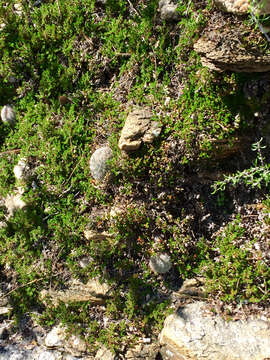 Image of Arizona spikemoss