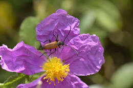 Image of Paracorymbia picticornis