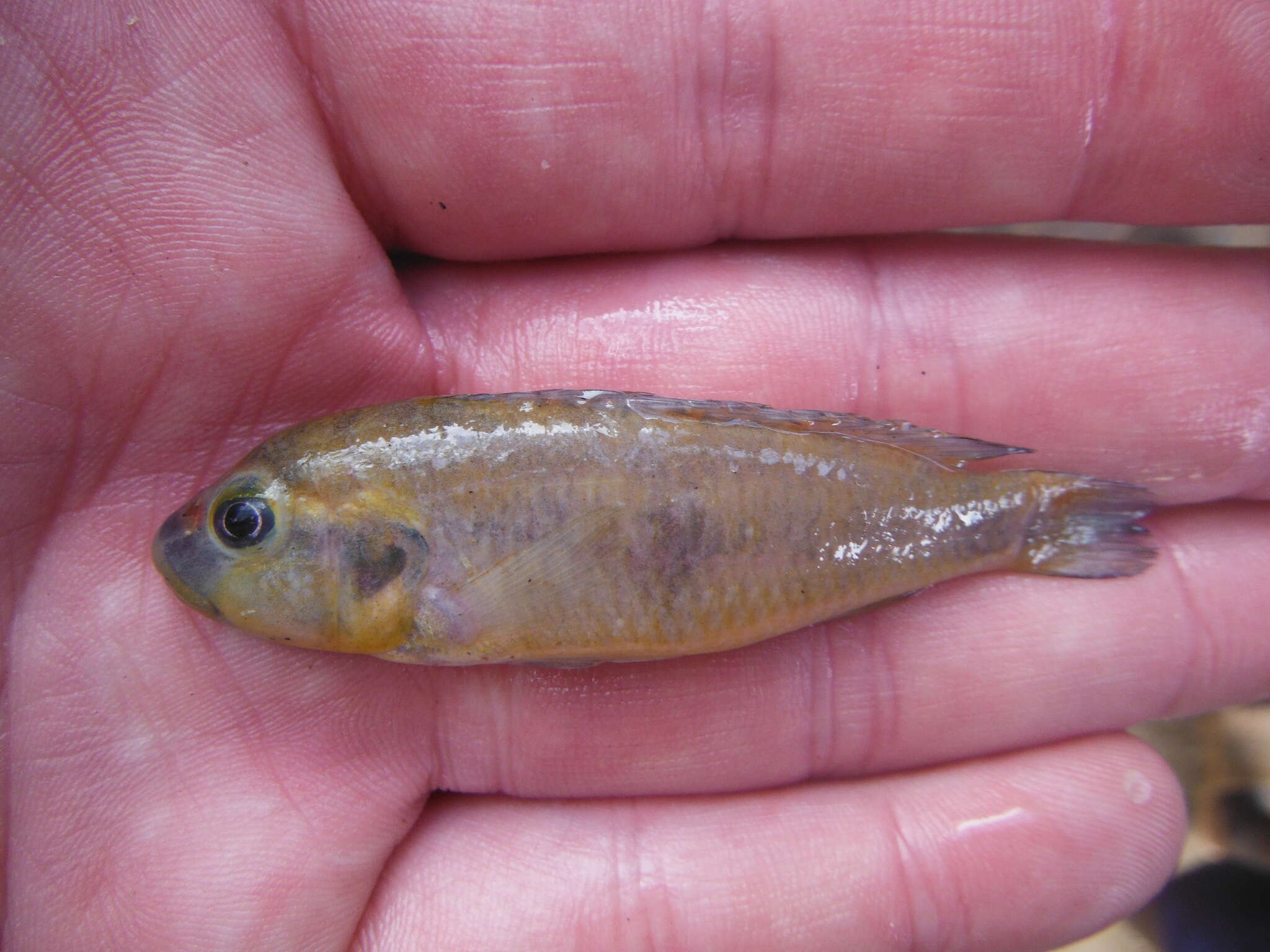 Image of Haplochromis vanheusdeni Schedel, Friel & Schliewen 2014