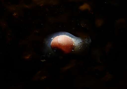 Image of Aleutian moon snail