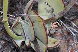 Image of Cotyledon cuneata Thunb.