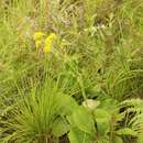 Berkheya rhapontica subsp. rhapontica resmi