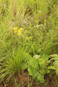 Sivun Berkheya rhapontica (DC.) Hutch. & Burtt Davy kuva