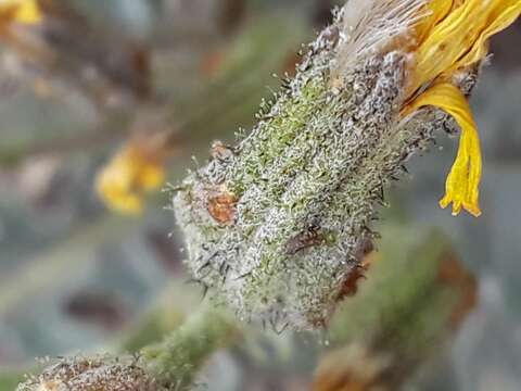 Image of largeflower hawksbeard