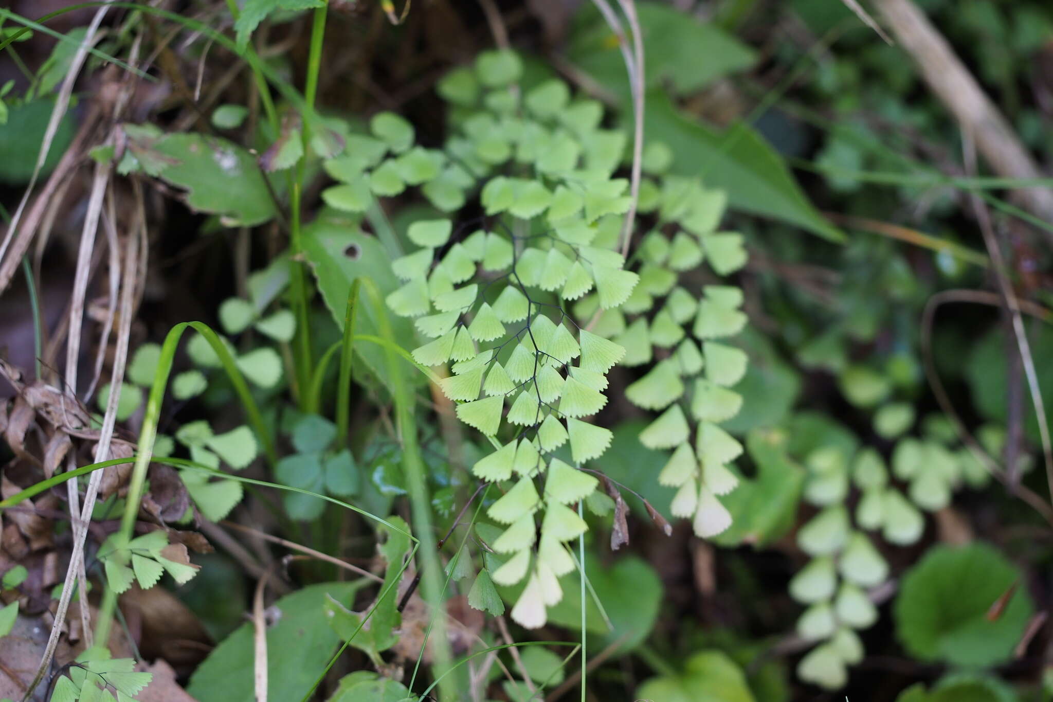 Image of Adiantum monochlamys Eat.