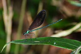 Image of Matrona corephaea Hämäläinen, Yu & Zhang 2011