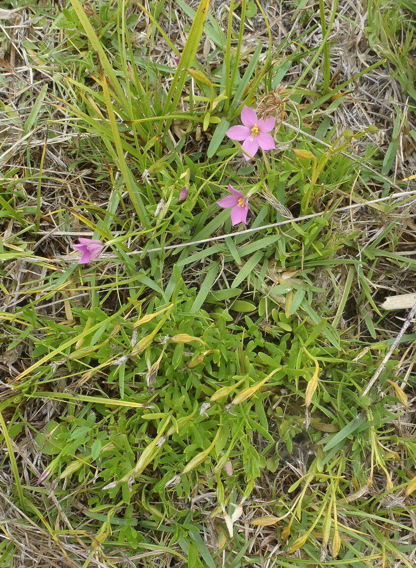 Image of Chironia tetragona L. fil.