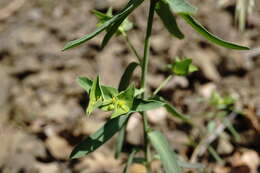 Image of Euphorbia taurinensis All.
