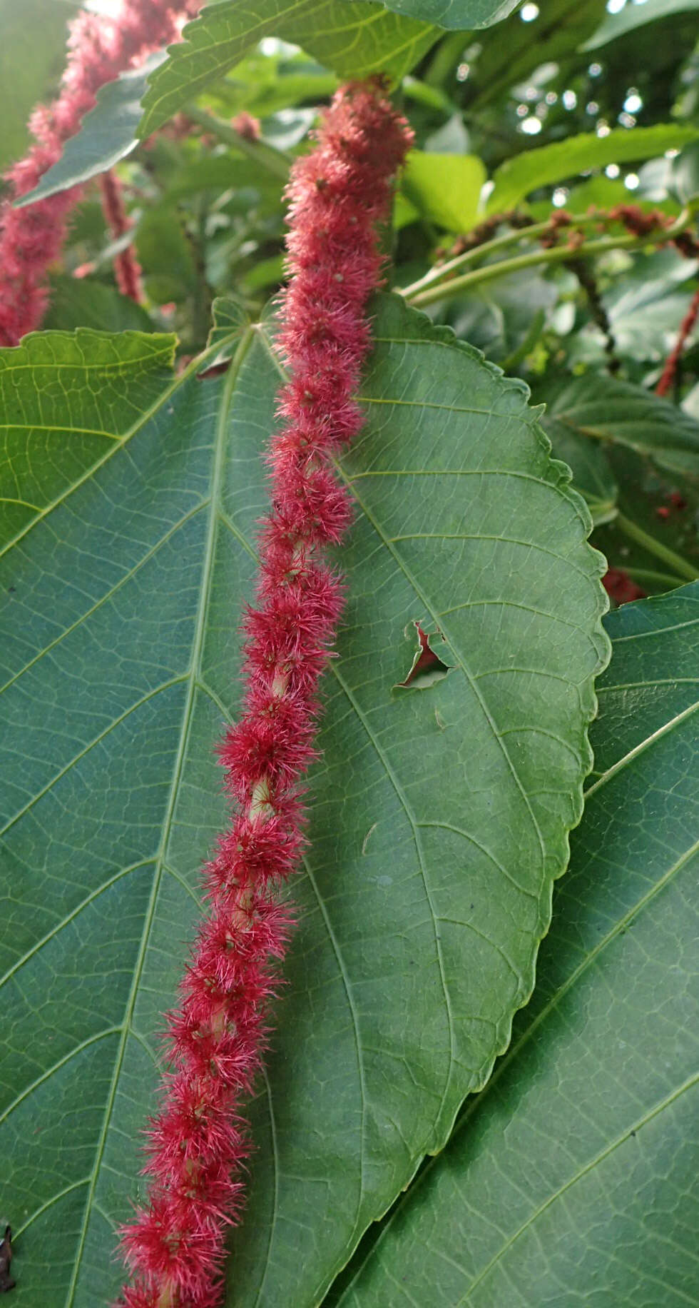 Image of chenille plant